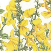 Yellow Blossoms Floral Print Italian Paper ~ Tassotti